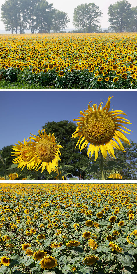 Field of sunflowers in Brest Oblast