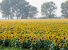 Field of sunflowers in Brest Oblast