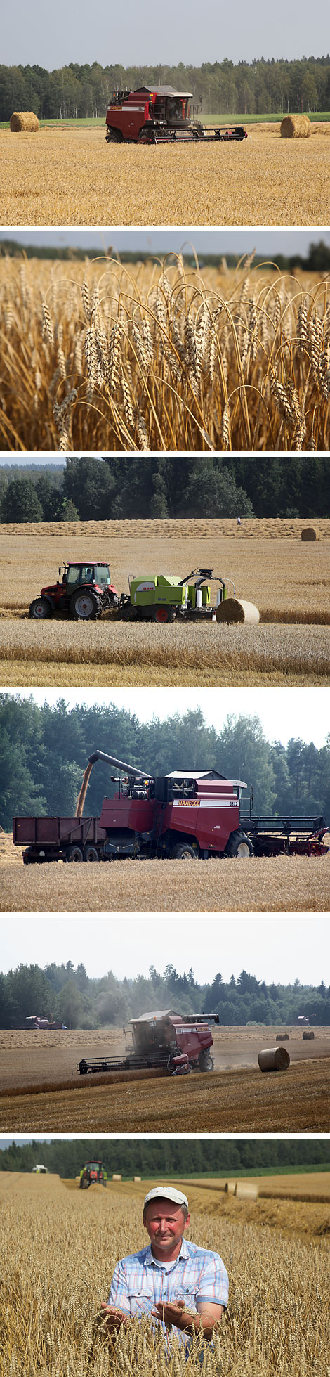 Harvest time at agricultural company Kushliki, Polotsk District