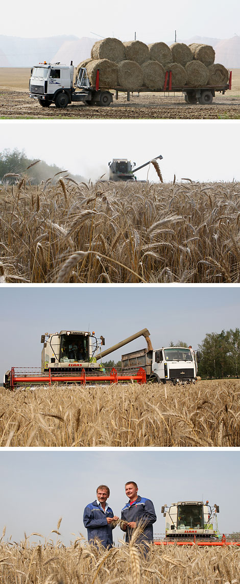 Harvesting in Lyuban District: fields against the background of potash slag heaps
