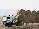 Harvesting in Lyuban District: fields against the background of potash slag heaps