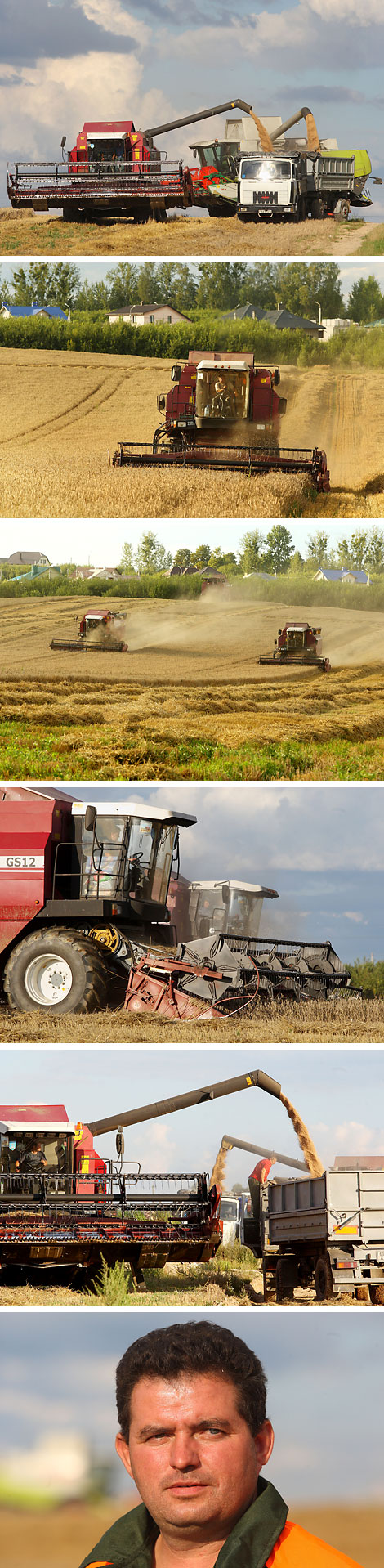 Harvest time at agricultural company Putrishki, Grodno District 
