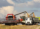 Harvest time at agricultural company Putrishki, Grodno District 