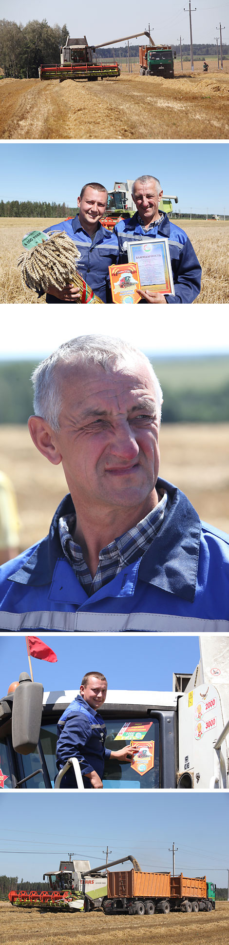 Harvesting in the fields of OAO Alexandriyskoye, Shklov District