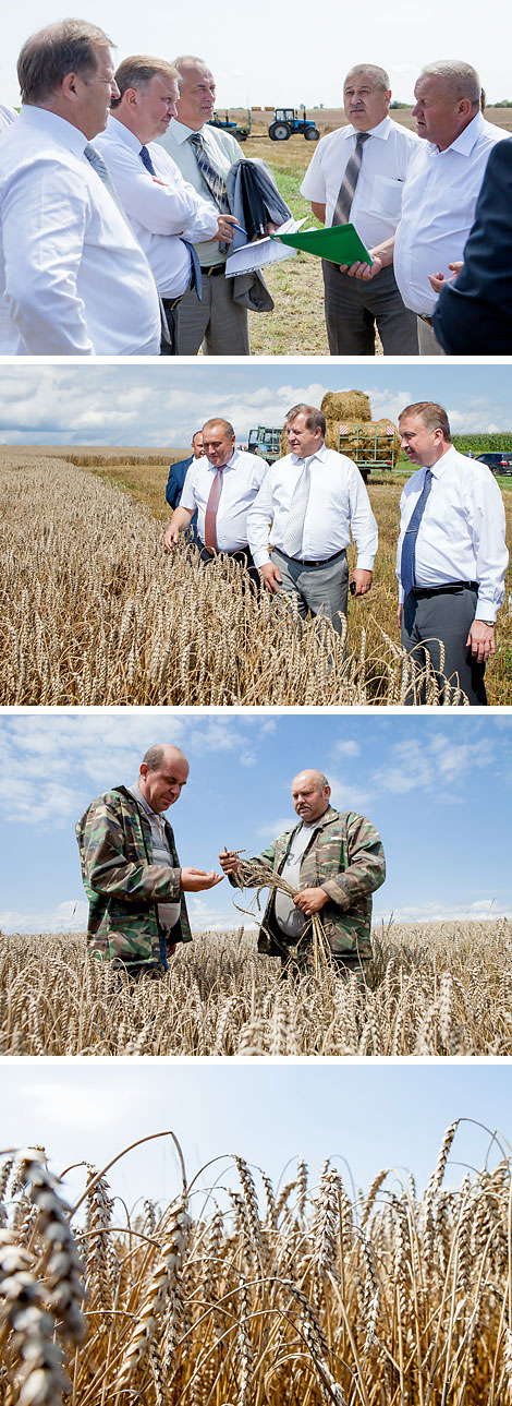 Prime Minister Andrei Kobyakov monitors harvesting in Brest Oblast