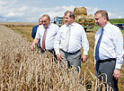 Prime Minister Andrei Kobyakov monitors harvesting in Brest Oblast