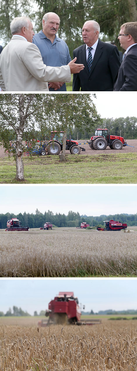 In the fields of SPK Mayak Braslavsky, Vitebsk Oblast