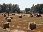 Harvesting nearing its end in Rechitsa District