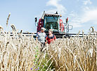 Wheat harvesting at OAO Belovezhsky, Kamenets District