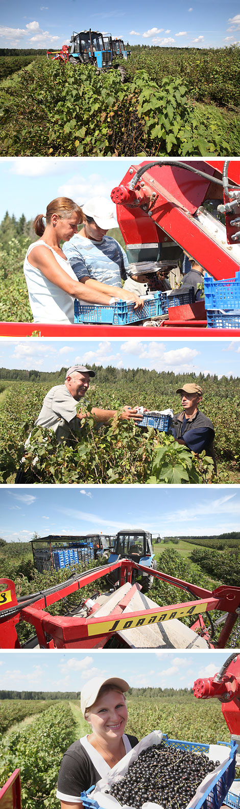 Harvest of black currants at Arnika-Agro