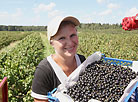 Harvest of black currants at Arnika-Agro