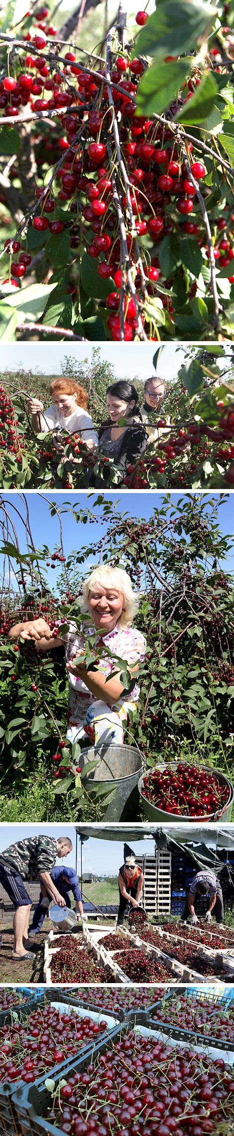 Cherry harvest in Mogilev District