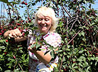 Cherry harvest in Mogilev District