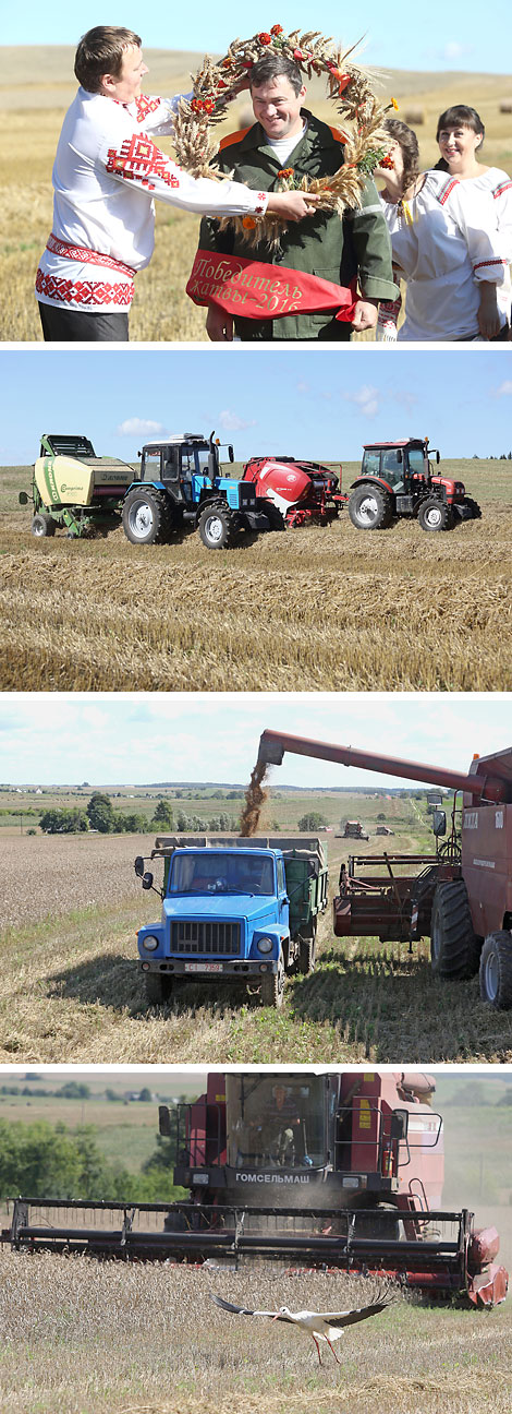 Harvesting in Belarus