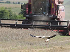 Harvesting in Belarus