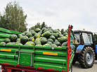 Watermelons harvested at the residence of the Belarusian President