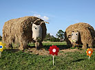 Straw sculptures in Belarusian fields