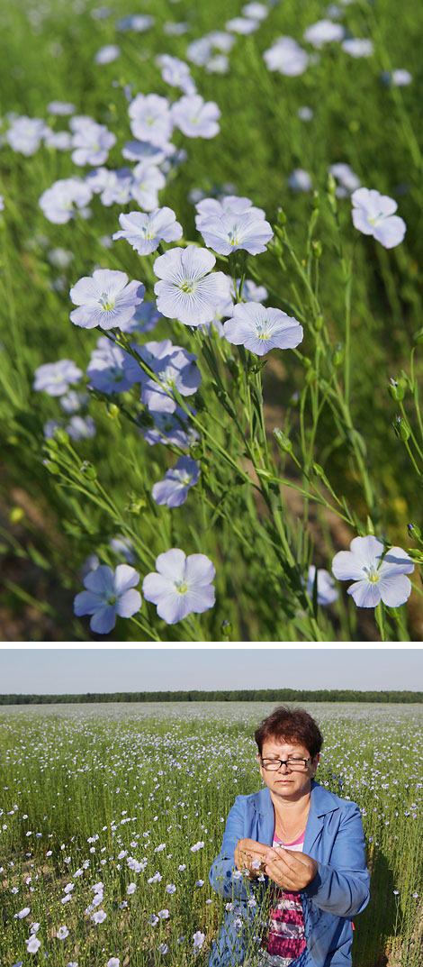 Blooming flax in Mogilev Oblast