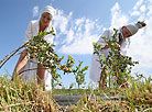 Blueberry harvesting at OAO Polesskiye Zhuraviny