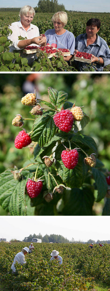 Raspberry fields at Arnika-Agro