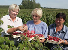 Raspberry fields at Arnika-Agro