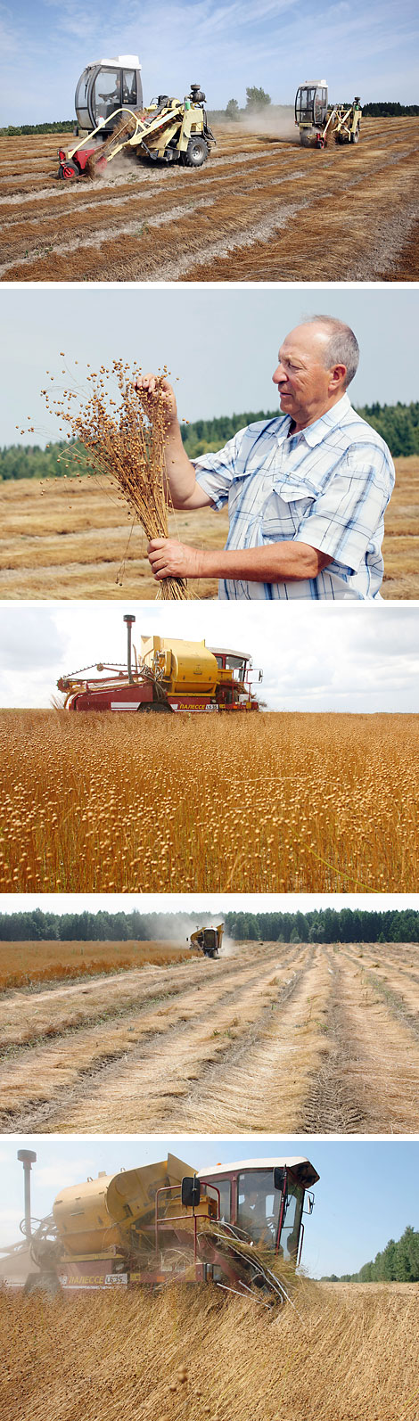 Flax harvesting 