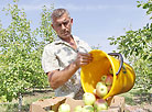 Apple orchards in Mogilev District