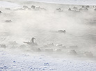 January frosts in Minsk