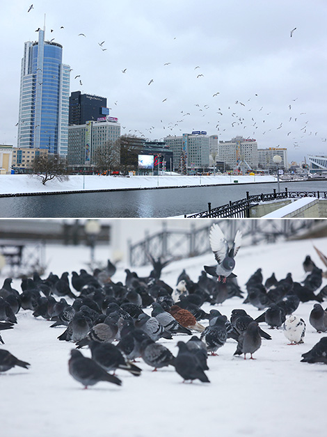 Freezing days in Minsk: In the streets of the city 