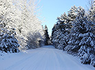 Winter forest in Ozyory National Landscape Reserve, Grodno District