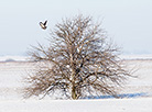 Snowy landscape in Brest District 