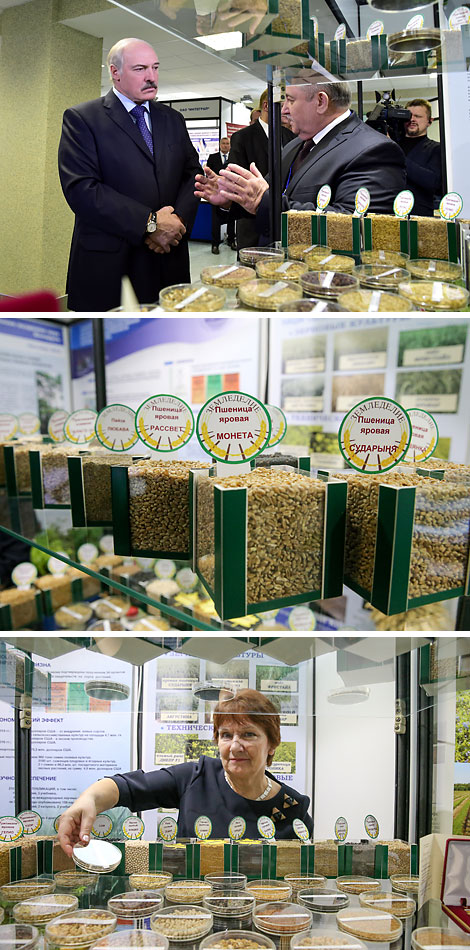 Bank of genetic resources of crops and plants