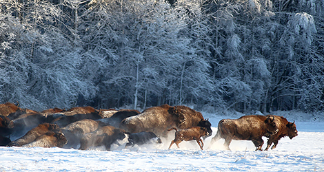 Belarusian bisons