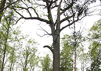 400-year-old giant oak 