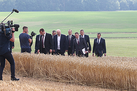 Lukashenko: Timely harvesting is crucial for country’s food security