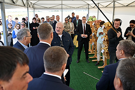 Lukashenko: Retail chains should be involved in potato storage, sales