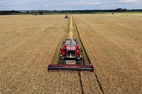 Lukashenko optimistic about grain harvest prospects this year
