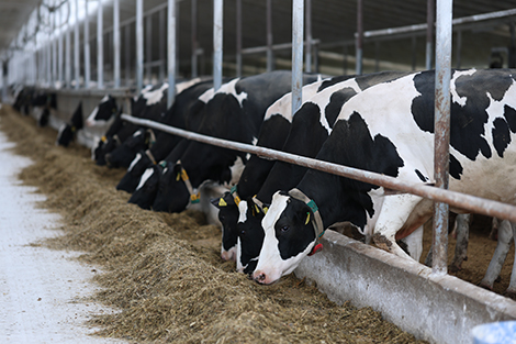 Lukashenko to review Belarus’ pedigree livestock breeding