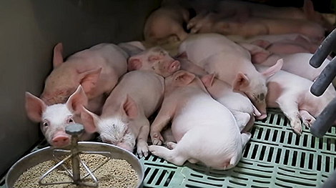 Belarus opts to develop ultra-modern pig farming