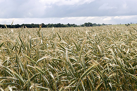 Lukashenko inspects crops in presidential experimental fields