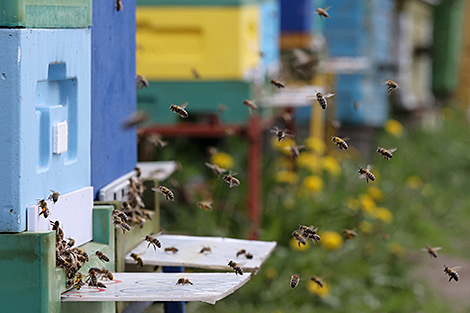 Lukashenko receives beehive as gift at Call of Polesie festival