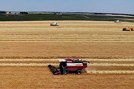 Belarus president briefed on progress in harvest campaign