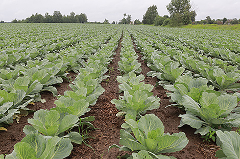 Belarus, FAO to expand cooperation in agriculture