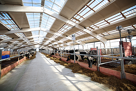 Lukashenko warns against red tape in dairy farming projects