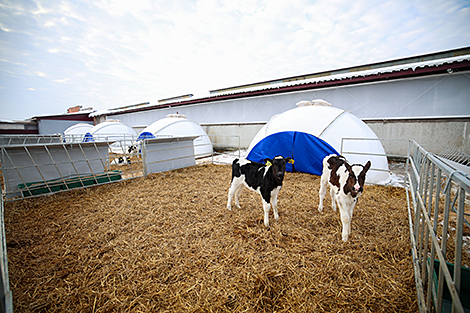 Lukashenko wants Belarusian agricultural enterprises put in order this year