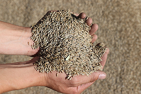 Belskaya: Restrictions on Belarusian fertilizers create new risks for global food security