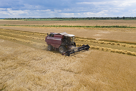 Лукашенко: белорусские аграрии в непростых условиях вырастили и убрали рекордный урожай