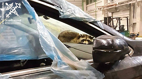 Stowaway in container: U.S. raccoon arrives in Belarus, enjoys eggs and human company