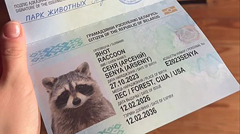 ‘American passenger’ Senya the raccoon receives Belarusian passport