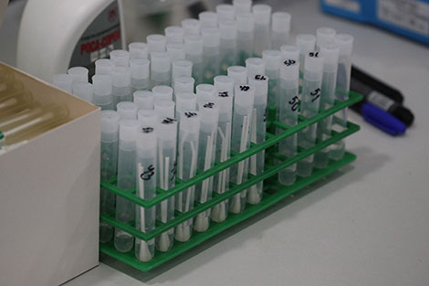 Belarus has over 20,000 coronavirus testing kits